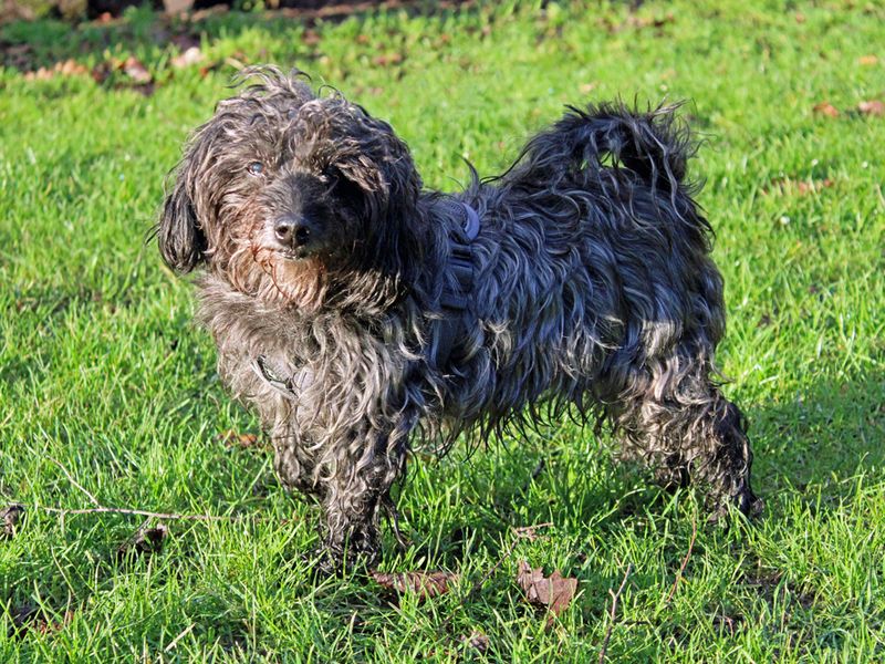 Ebony for sale in Liverpool, Merseyside - Image 2