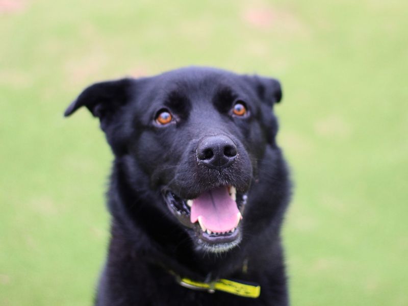 Xander | Retriever (Labrador) Cross | Manchester - 1