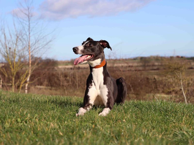 Koda | Saluki Cross | Darlington - 1