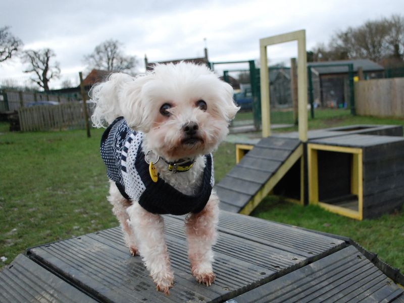 Mia | Poodle | Newbury (Berkshire) - 1