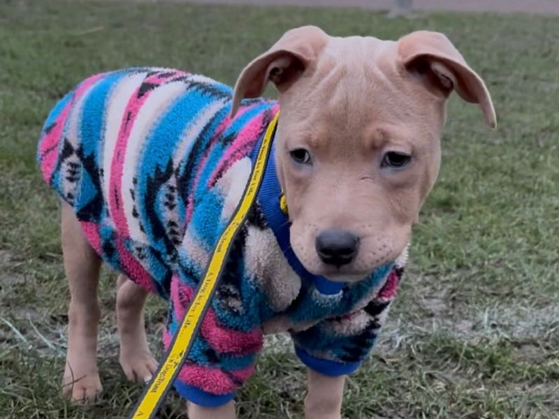 Eddy | Terrier (Staffordshire Bull) | Loughborough - 1