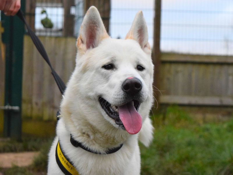 Ziggy for sale in Uxbridge, London