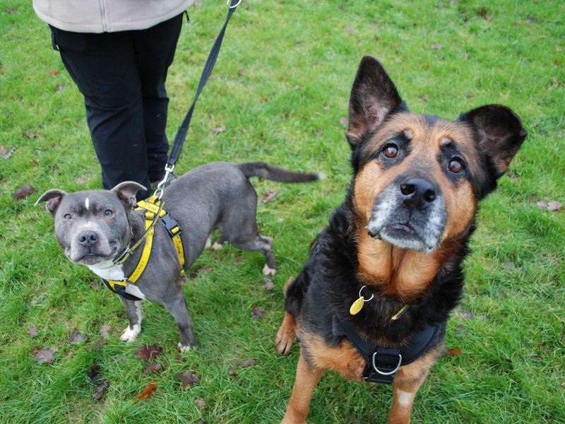 Buddy | Terrier (Staffordshire Bull) | Newbury (Berkshire) - 1