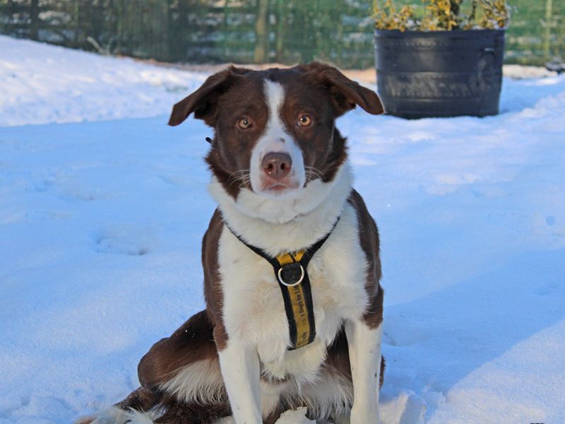 Mac | Collie (Border) | Merseyside (Liverpool) - 1