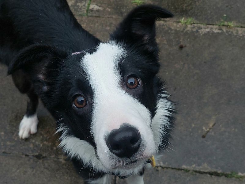 Whisper for sale in Ilfracombe, North Devon - Image 2