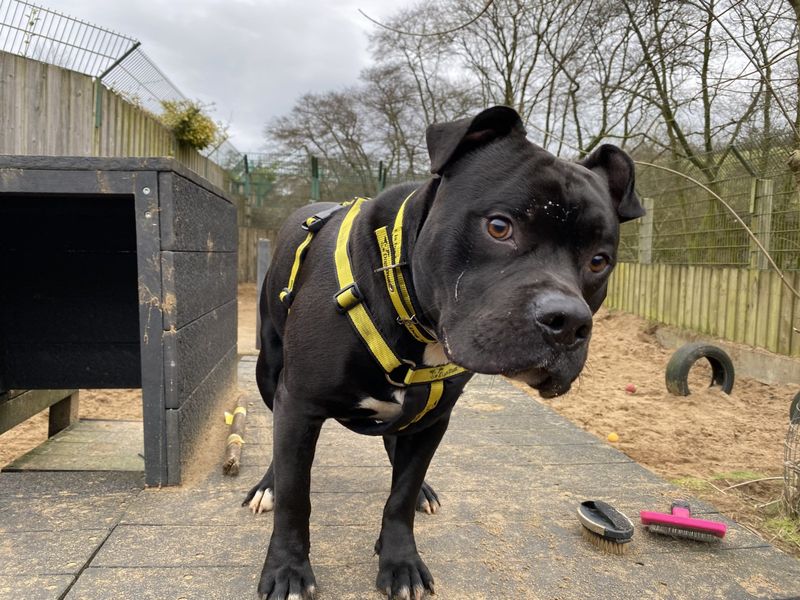 Diesel (staffy) for sale in Ilfracombe, North Devon - Image 3