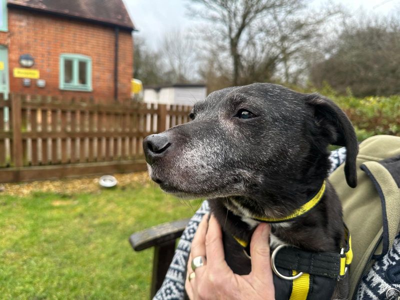 Mitzie | Terrier (Staffordshire Bull) Cross | Newbury (Berkshire) - 1