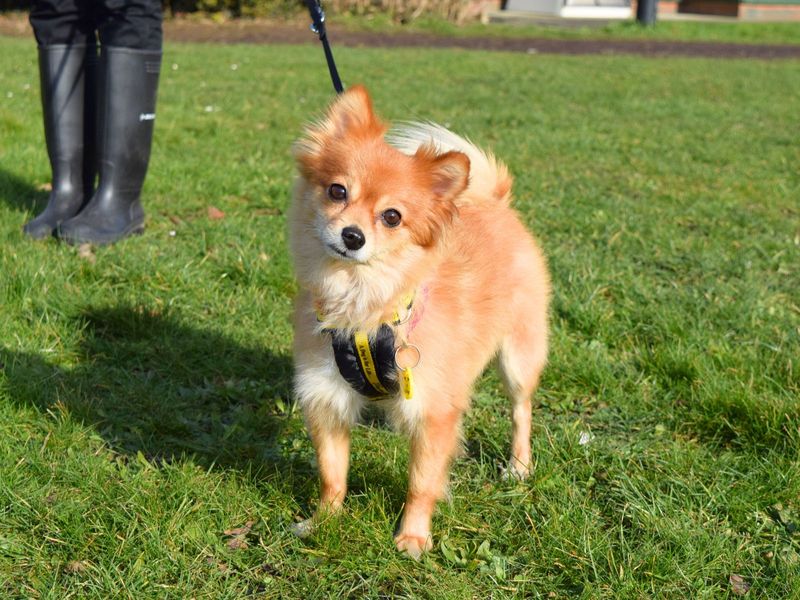 Videl | Pomeranian | Harefield West London - 1