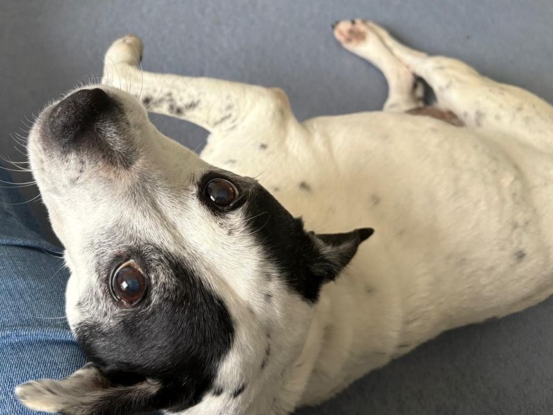 Billy | Terrier (Staffordshire Bull) Cross | Newbury (Berkshire) - 1