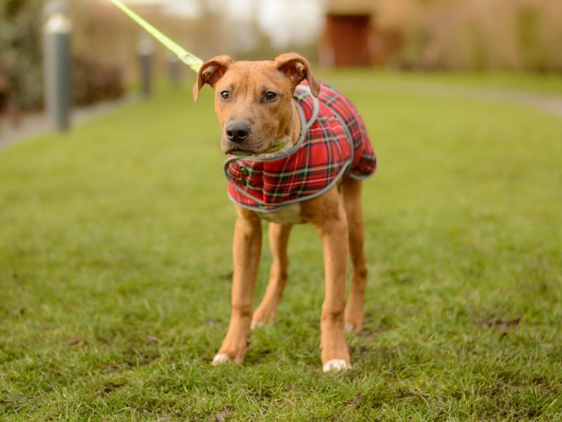 Twix for sale in Kenilworth, Warks