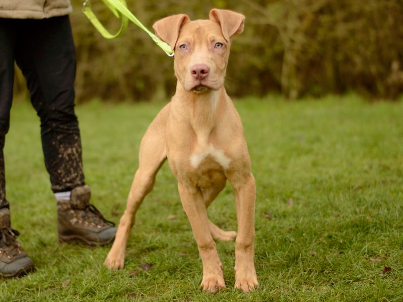 Crunchie for sale in Kenilworth, Warks - Image 2