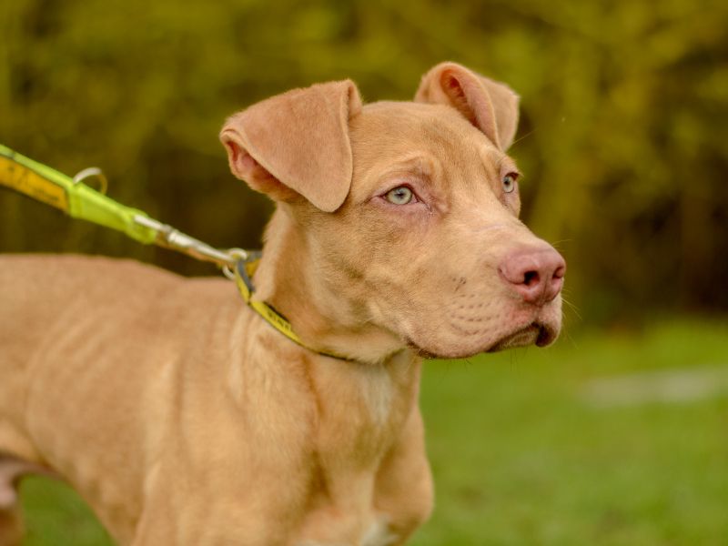 Crunchie for sale in Kenilworth, Warks