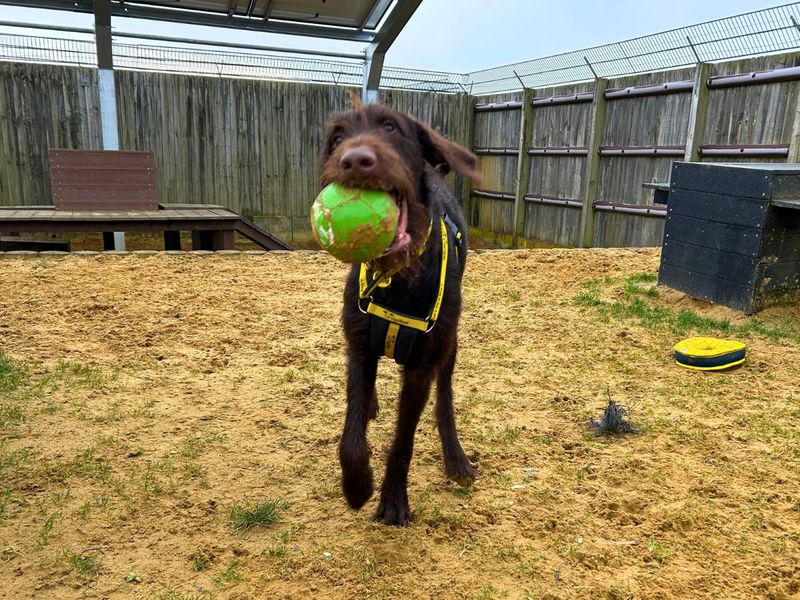 Bear | Poodle (Standard) Cross | Salisbury (Wiltshire) - 1