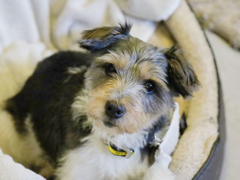 Nicky | Terrier (Jack Russell) Cross | Leeds - 1