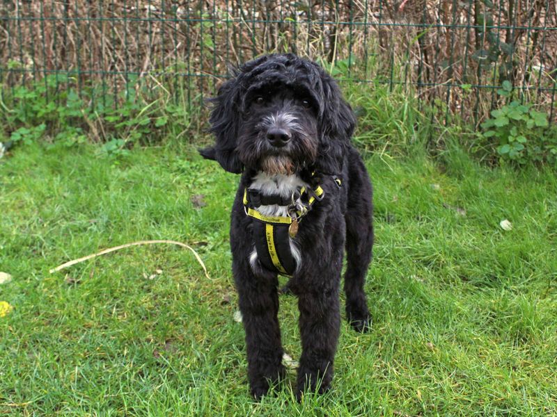 Doogle | Spaniel (Cocker) Cross | Shoreham (Sussex) - 1