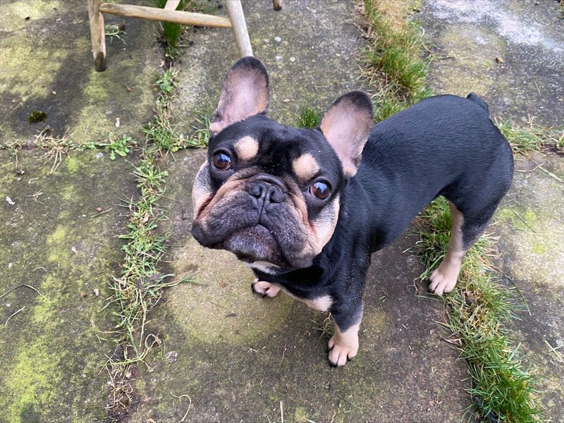 Reggie for sale in Manchester, Greater Manchester