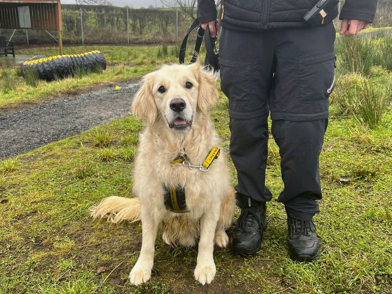 Ernie for sale in Ballymena, Co Antrim