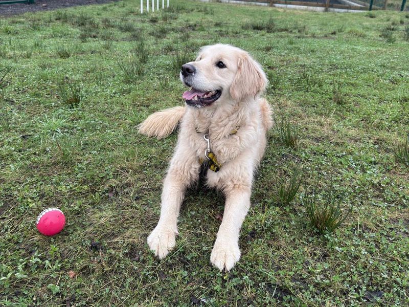 Ernie | Retriever (Golden) | Ballymena (Northern Ireland) - 1