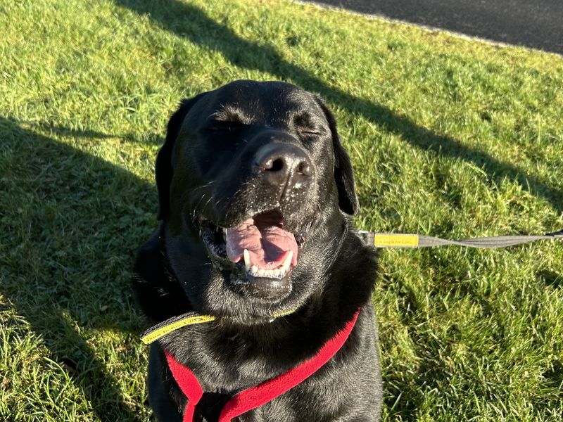 Odin | Retriever (Labrador) | Ballymena (Northern Ireland) - 1