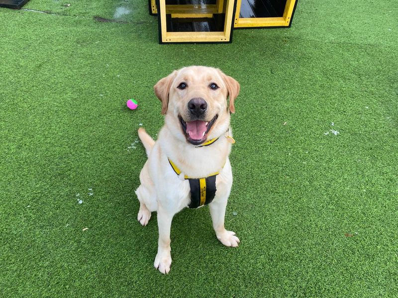 Marley | Retriever (Labrador) | West Calder (Edinburgh) - 1