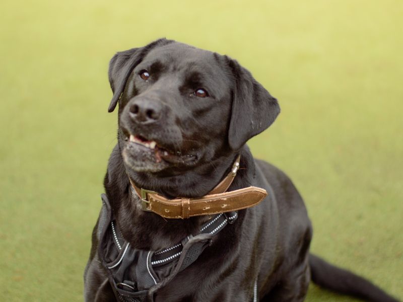 Carys | Retriever (Labrador) | Kenilworth (West Midlands) - 1