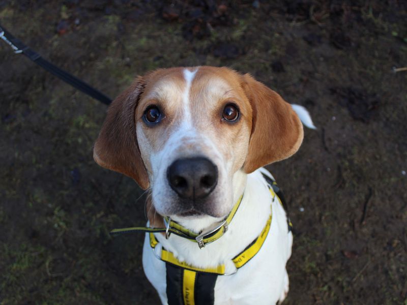 Couper | Beagle Cross | Glasgow - 1