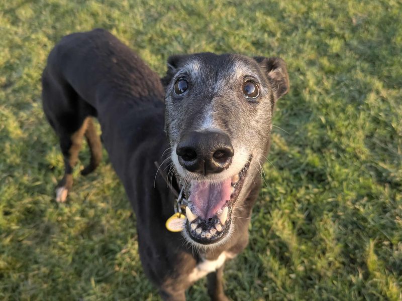 Angie for sale in Glasgow, Scotland