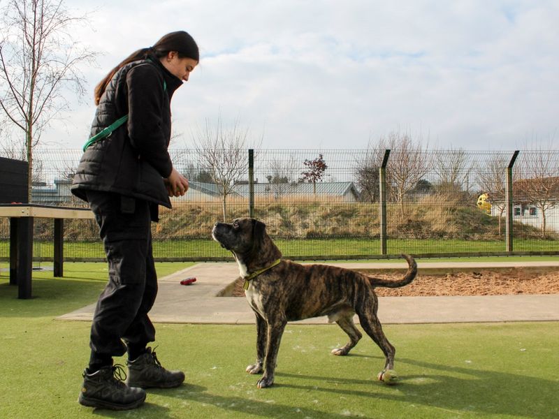 Robbie for sale in Evesham, Worcestershire - Image 4