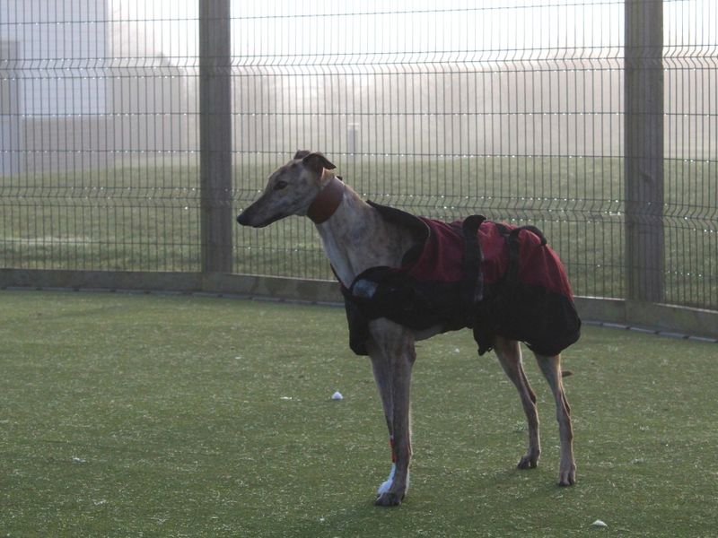 Dandy for sale in Evesham, Worcestershire