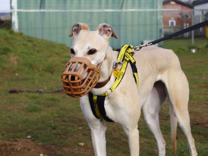 Lola for sale in Snetterton, Norfolk