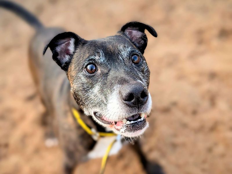 Buddy | Terrier (Staffordshire Bull) | Cardiff - 1