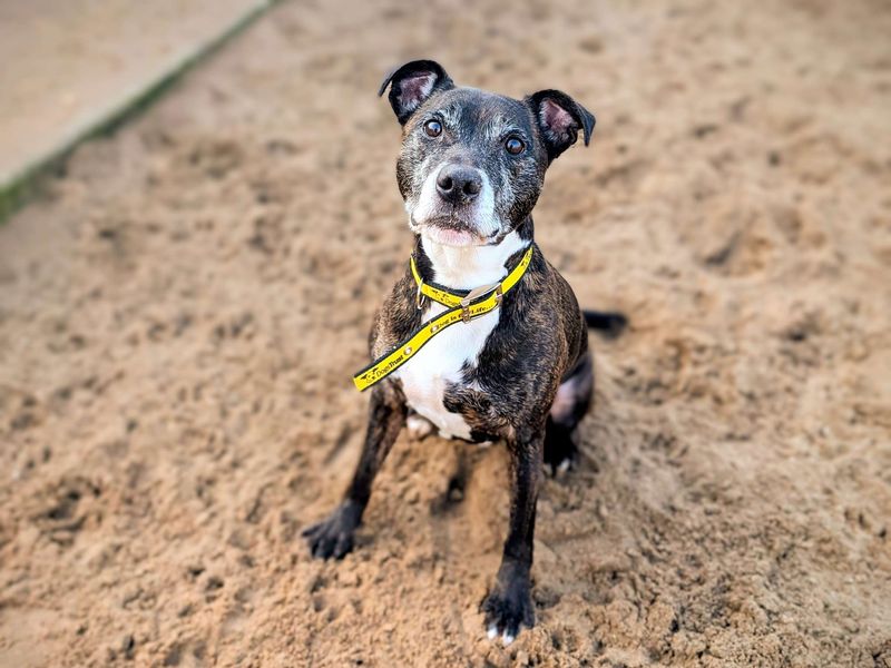 Buddy for sale in Cardiff, Glamorgan - Image 6