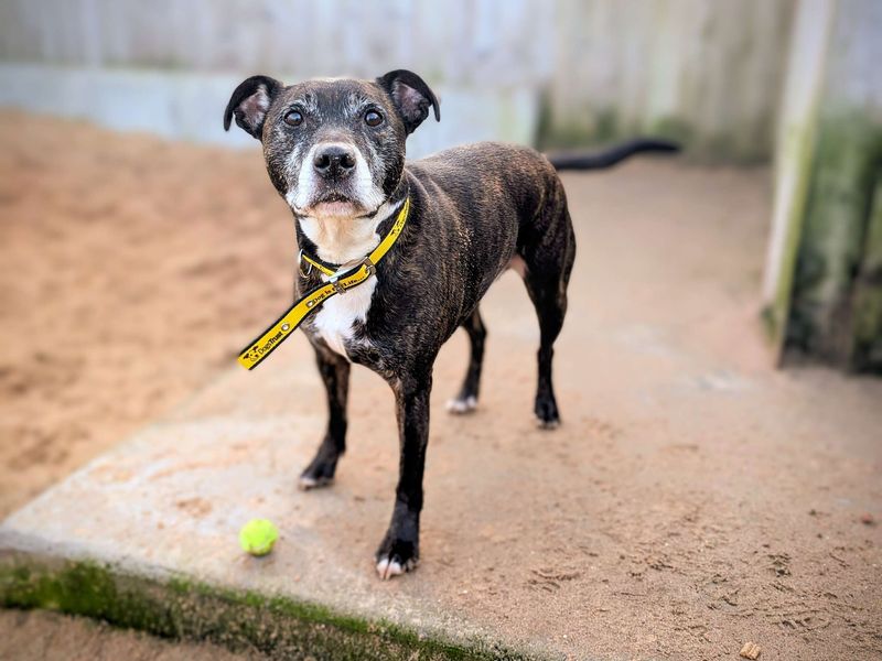 Buddy for sale in Cardiff, Glamorgan - Image 4