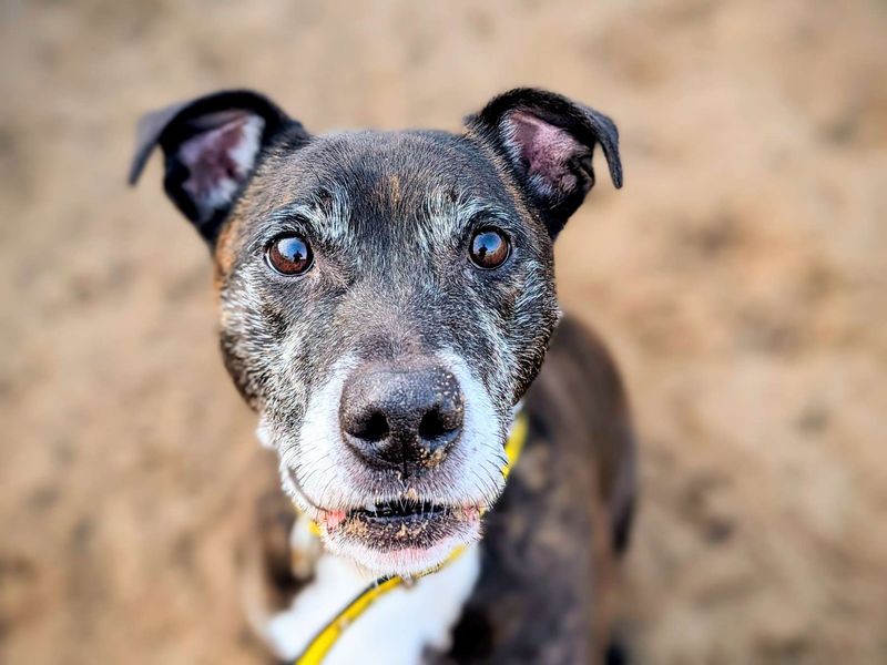 Buddy for sale in Cardiff, Glamorgan - Image 3