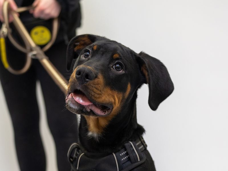 Doug | Boxer Cross | Loughborough - 1