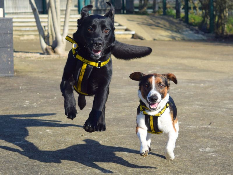 Jet | Terrier (Jack Russell) | Harefield West London - 1