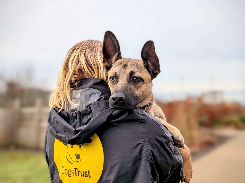 Athena | German Shepherd Dog Cross | Cardiff - 1