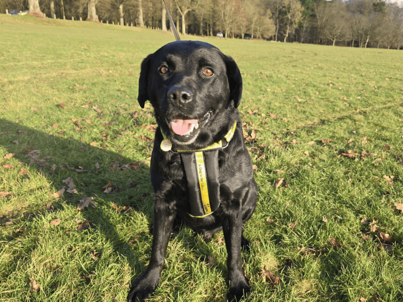 Hugo | Retriever (Labrador) | Dundee rehoming - 1