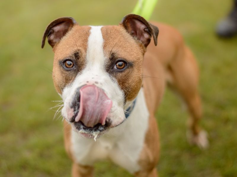 Hugo | Terrier (Staffordshire Bull) | Kenilworth (West Midlands) - 1