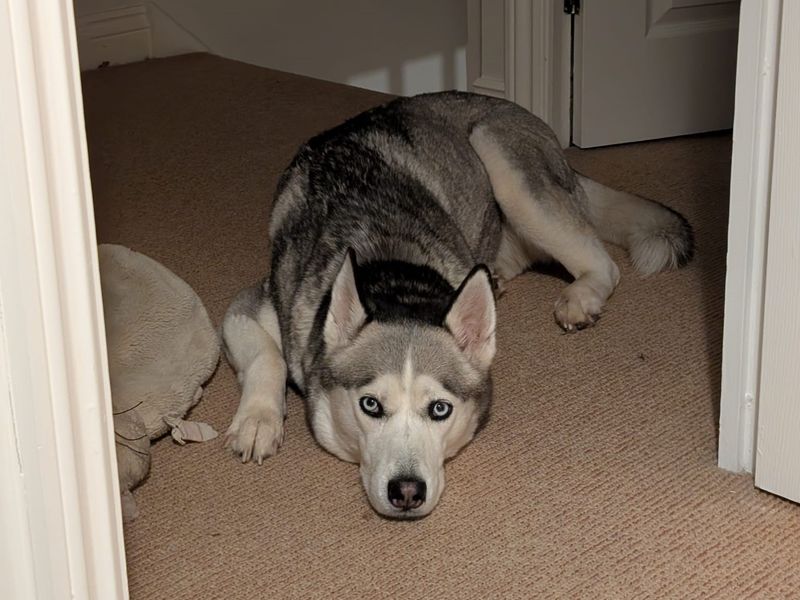 Kira | Siberian Husky | Newbury (Berkshire) - 1