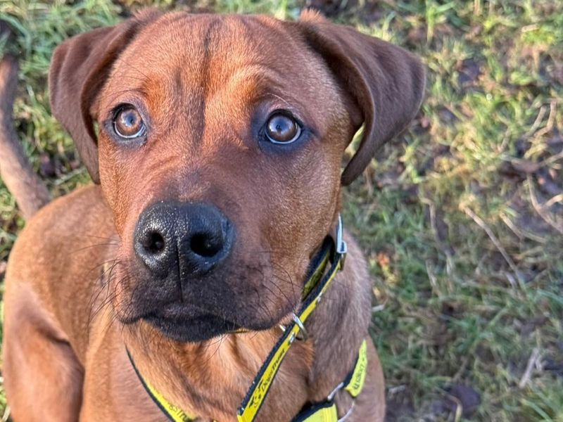 Vinny for sale in Telford, Shropshire