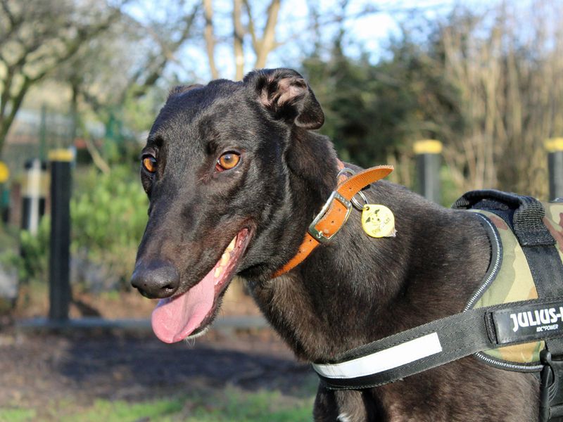 Norman | Greyhound | Merseyside (Liverpool) - 1