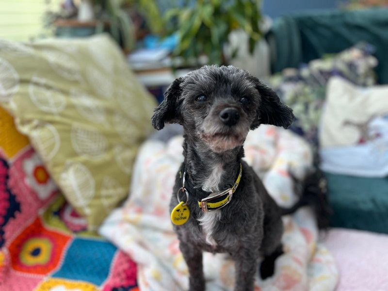 Buddy | Poodle Cross | Salisbury (Wiltshire) - 1