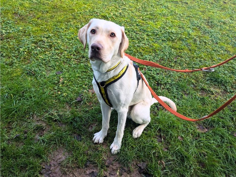 Hugo | Retriever (Labrador) | Salisbury (Wiltshire) - 1