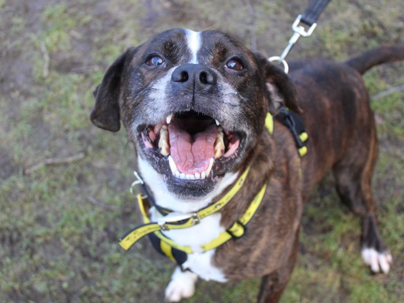 Taz | Terrier (Staffordshire Bull) | Glasgow - 1