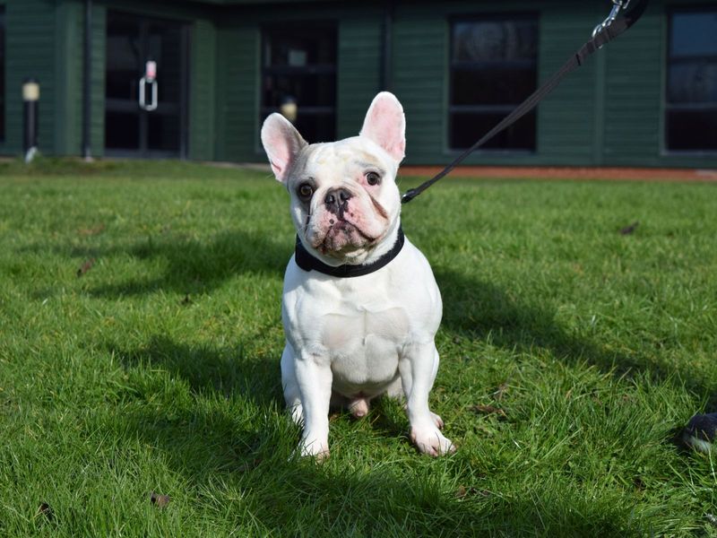 Winston | French Bulldog | Harefield West London - 1