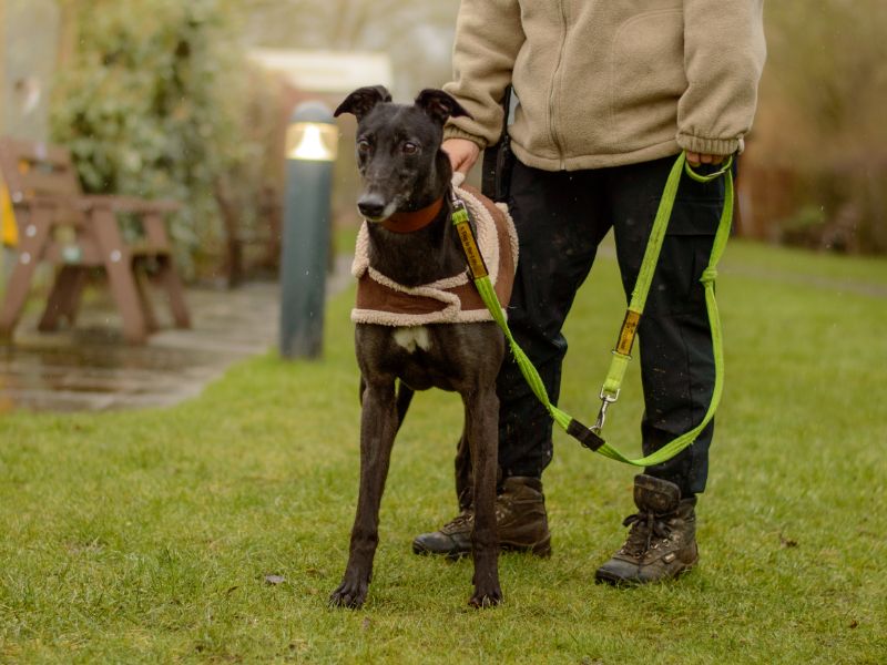 Sasha | Greyhound | Kenilworth (West Midlands) - 1