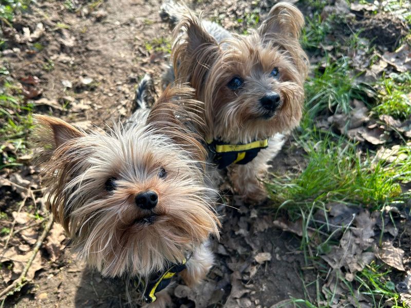 Tilly Mint for sale in Snetterton, Norfolk