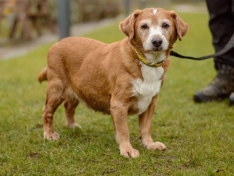 Mia | Spaniel (Cocker) Cross | Kenilworth (West Midlands) - 1