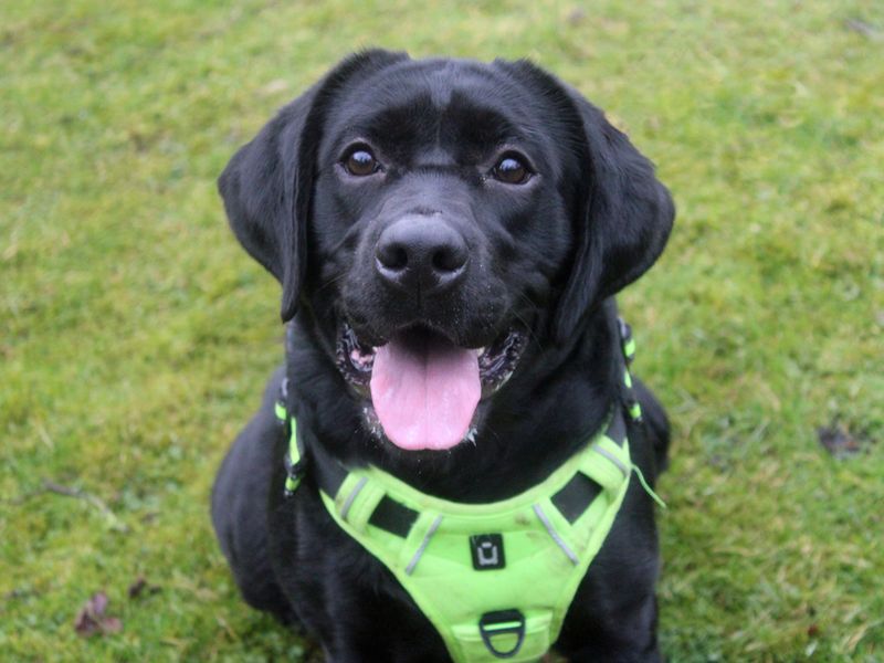 Tara | Retriever (Labrador) | Merseyside (Liverpool) - 1